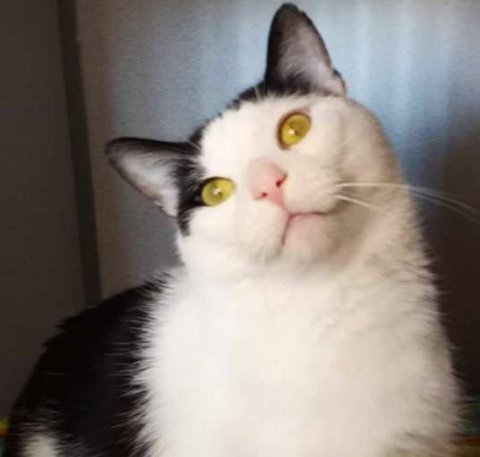 Photo of Brutus - Barn Cat