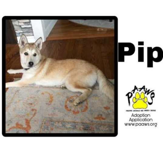 Photo of Roxy / Pip