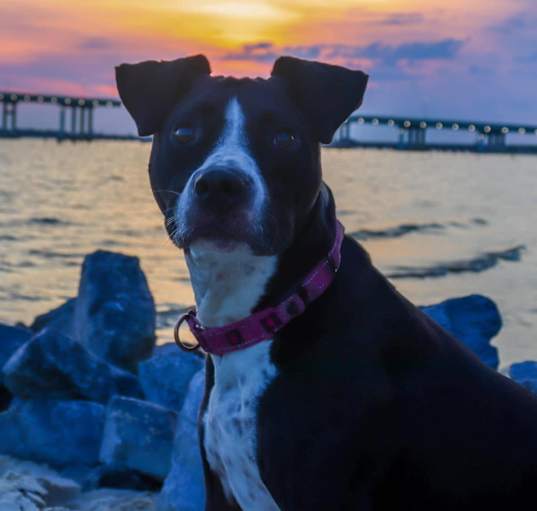 Photo of Cookie (Adoption pending)
