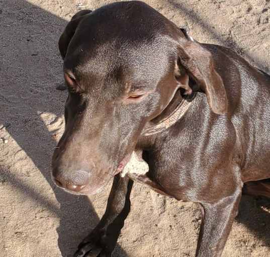Photo of Cooper