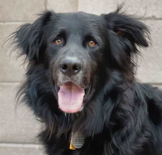 Photo of BEAR