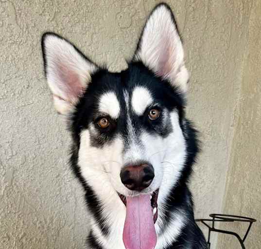 Photo of Sawyer