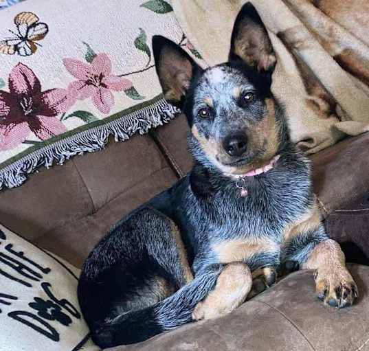 Photo of Belle