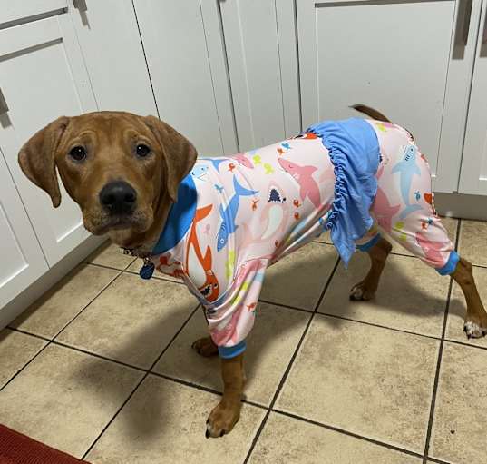 Photo of Honey