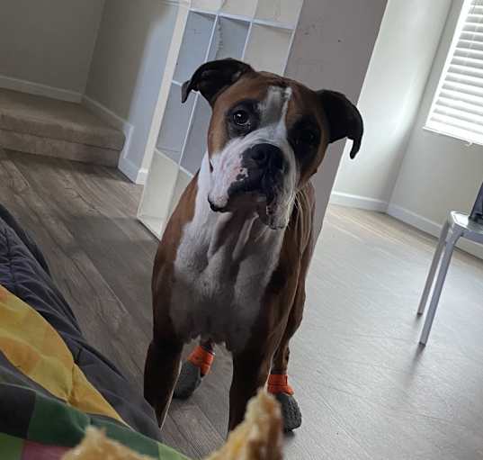 Photo of Nugget