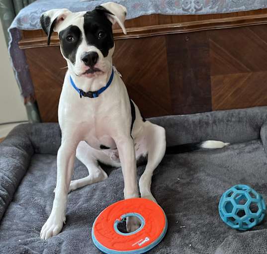 Photo of Pongo