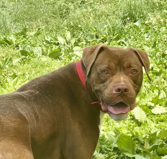 Photo of Bruno