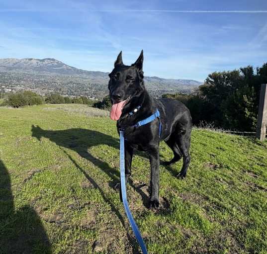 Photo of Loki