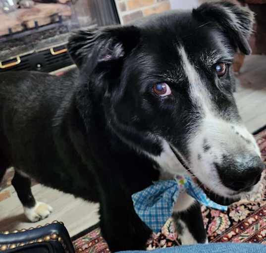 Photo of Chip