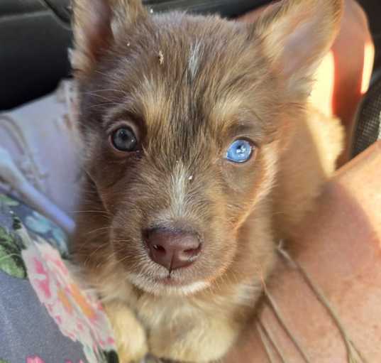 Photo of Rusty