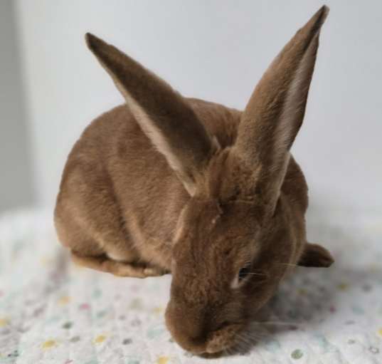 Photo of Blaze