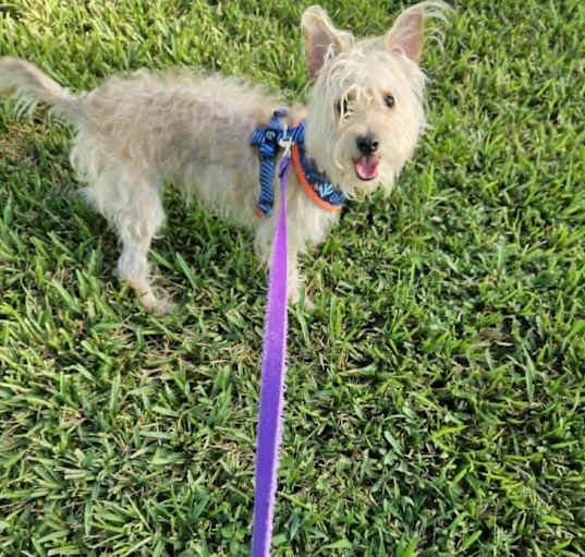 Photo of Butters