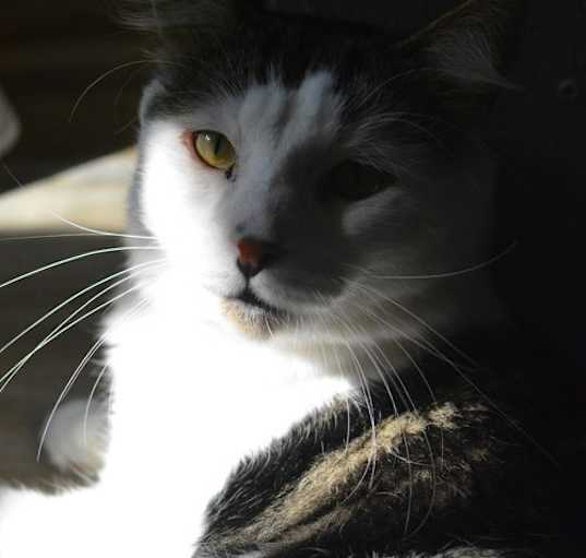 Photo of Tommy