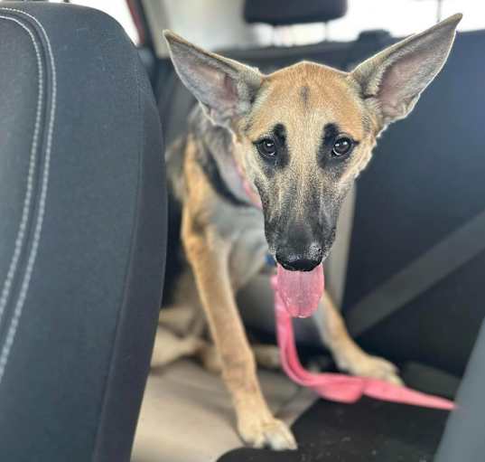 Photo of Gidget