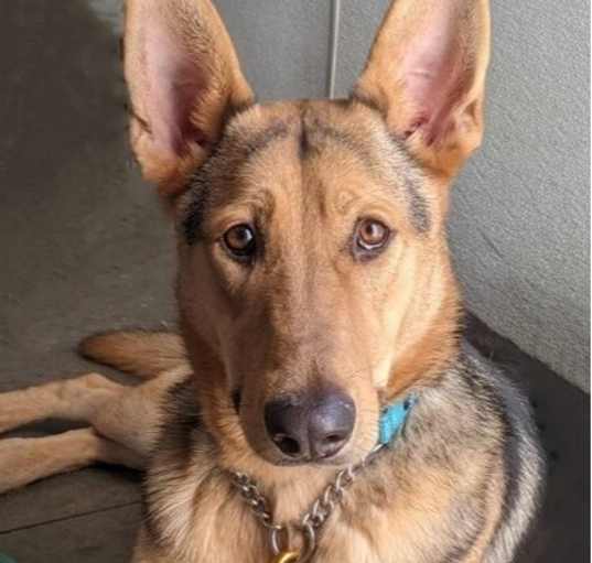 Photo of Boone
