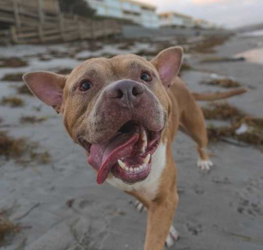 Photo of Rocky