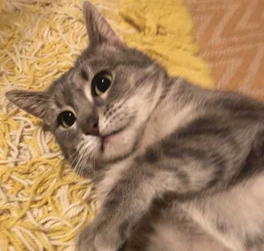 Photo of Greycie