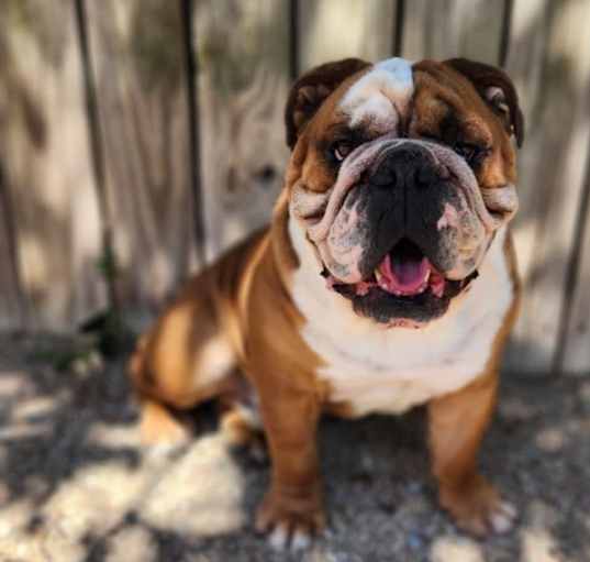 Photo of Diesel