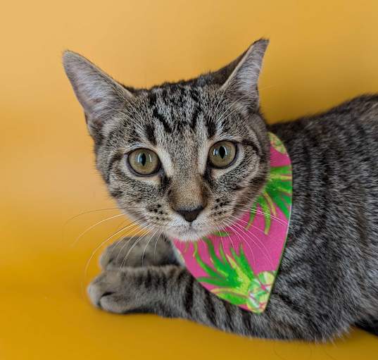 Photo of Sweeney (Itty Bitty Litter)