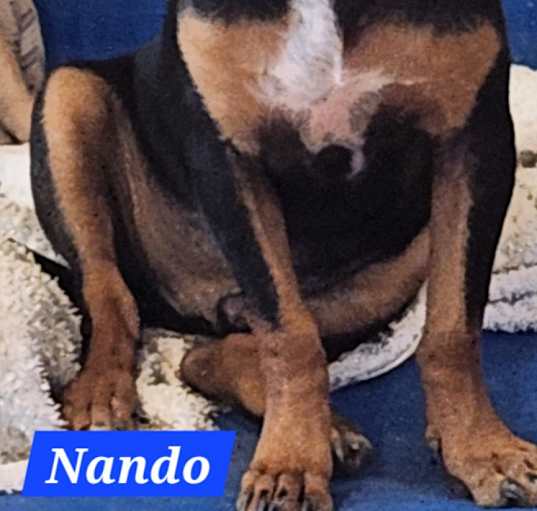 Photo of Nando