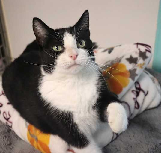 Photo of Moo Shu