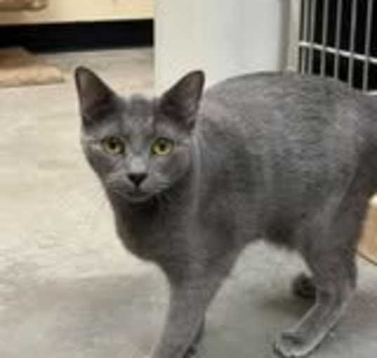 Photo of Gummi (Russian Blue Mix) (Bonded with Winnie)