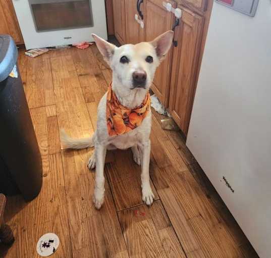 Photo of Ginger D5967