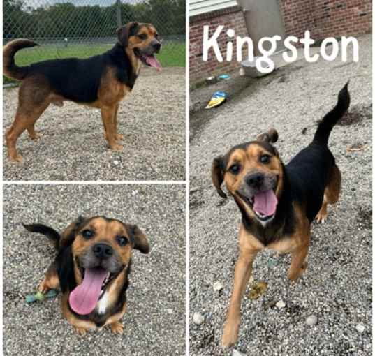 Photo of Kingston