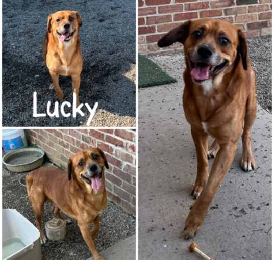 Photo of Lucky