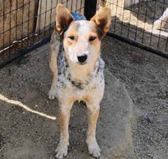 Photo of Dottie