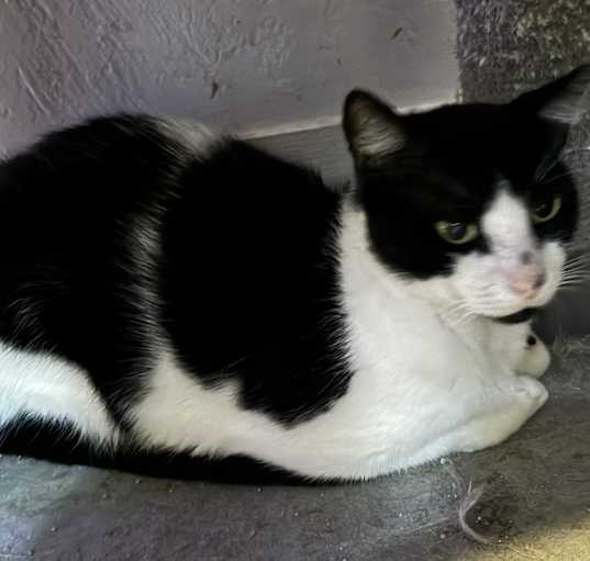 Photo of Domino