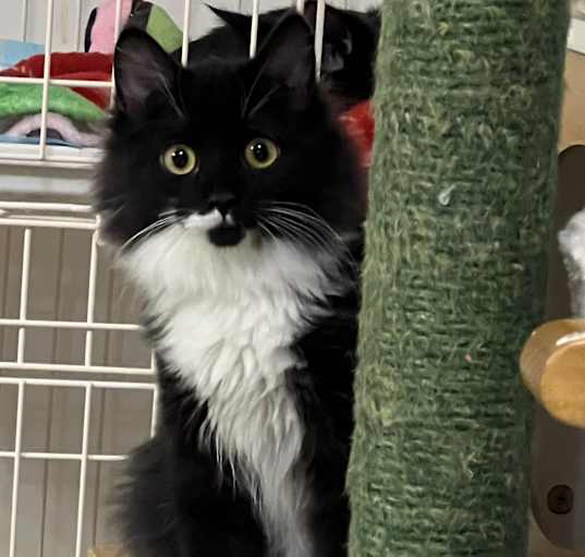 Photo of Fluffy Bucket