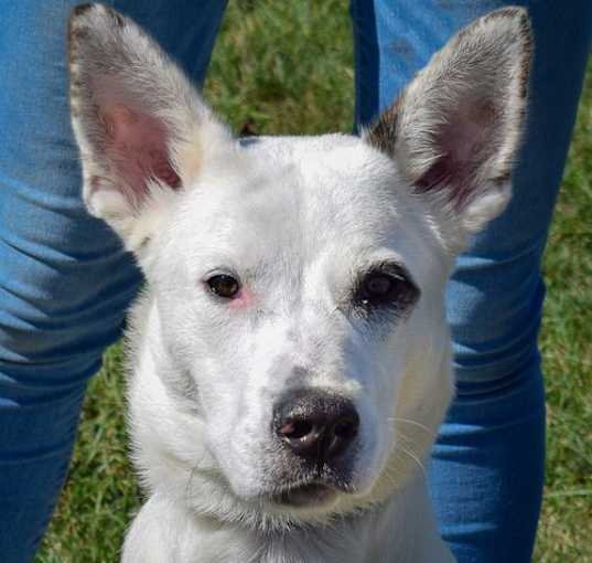Photo of Casper