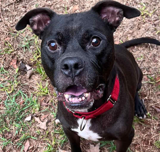 Photo of Dexter