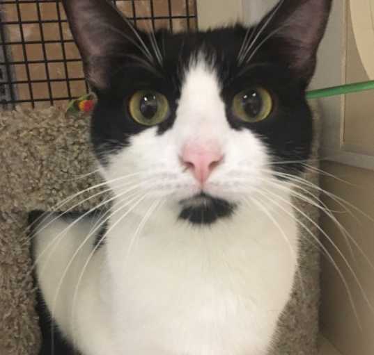 Photo of Dottie (Bonded with Sammie)