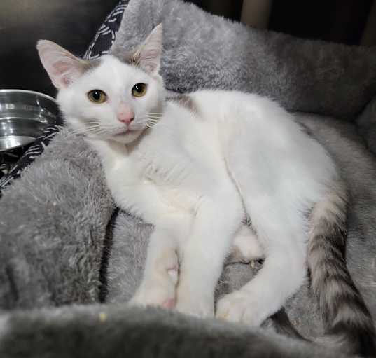 Photo of Casper