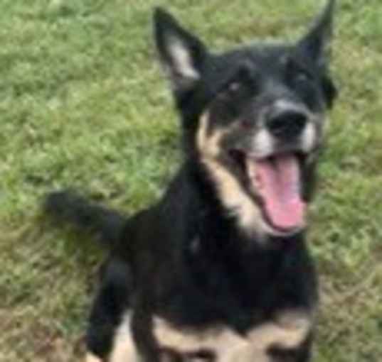 Photo of Daisy