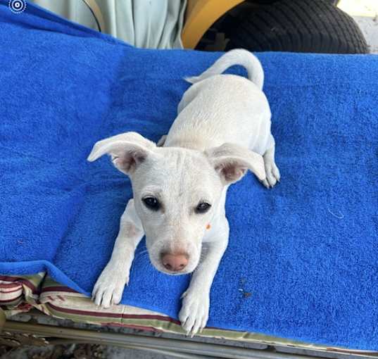 Photo of Daisy