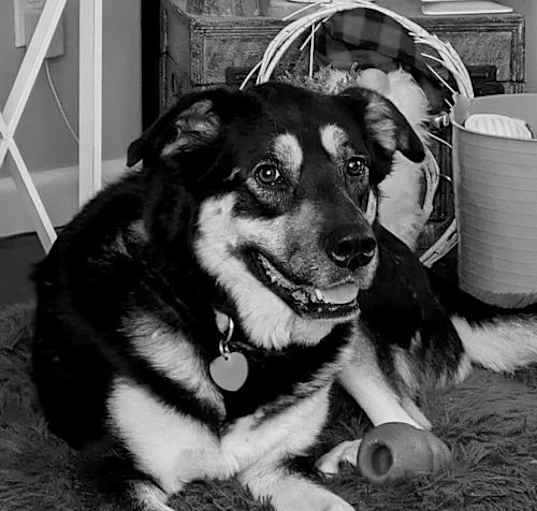 Photo of Stella