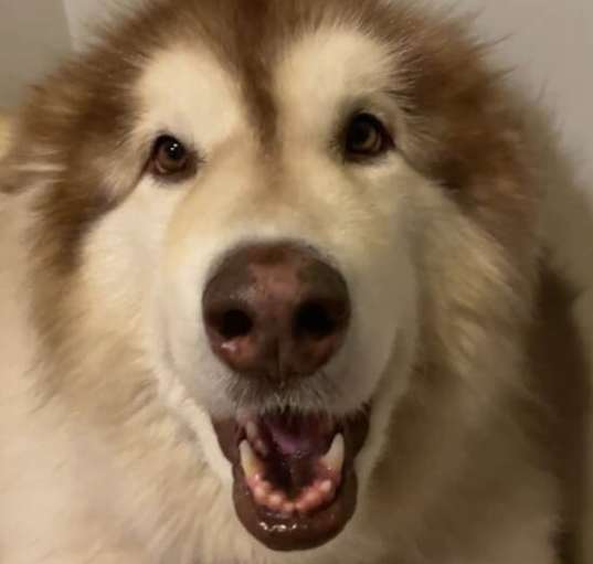 Photo of Lucy