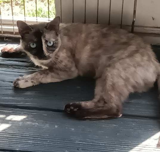 Photo of Uma