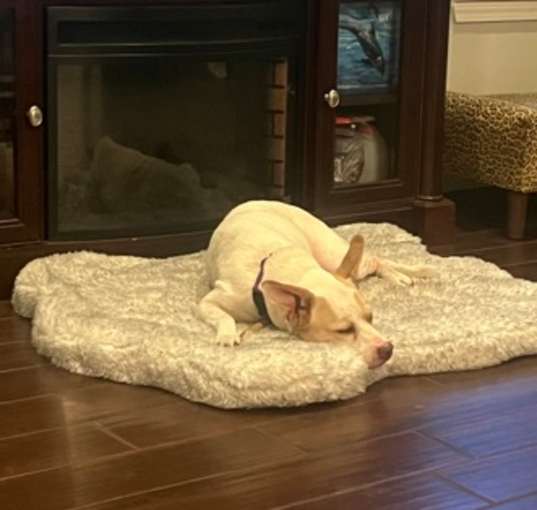 Photo of Sugar Bear *Courtesy post for