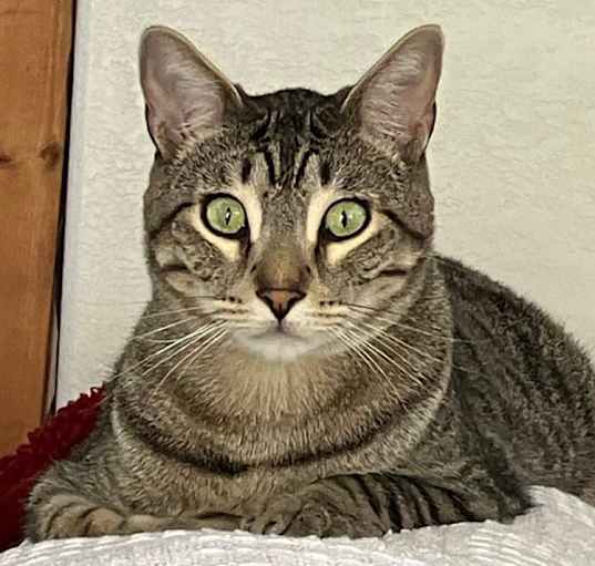 Photo of Smokey (Sita & Little Spirit
