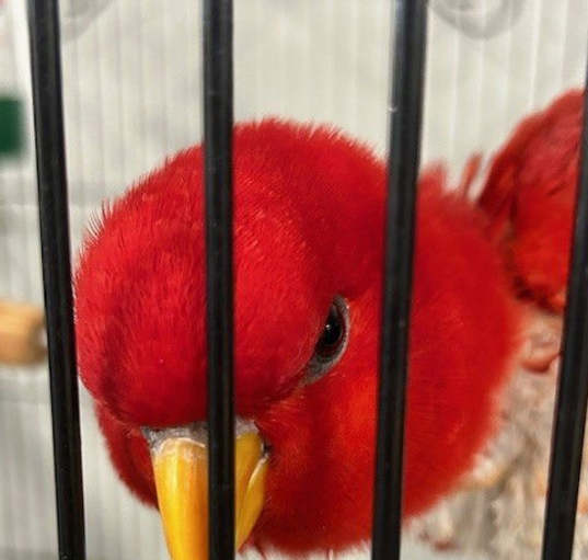 Photo of Scarlet