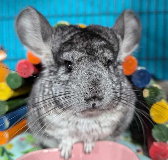 Photo of Juniper