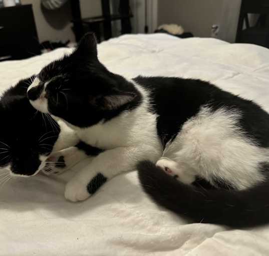 Photo of Pippy bonded with Perry