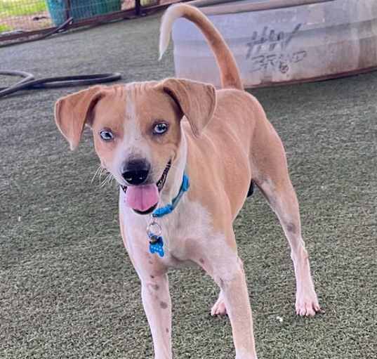 Photo of Blue