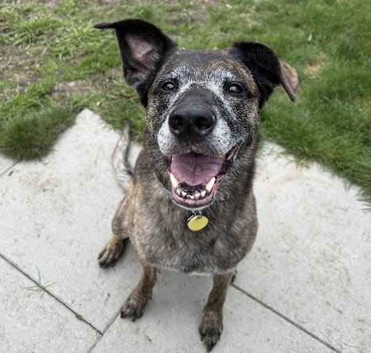 Photo of Kona - AVAILABLE