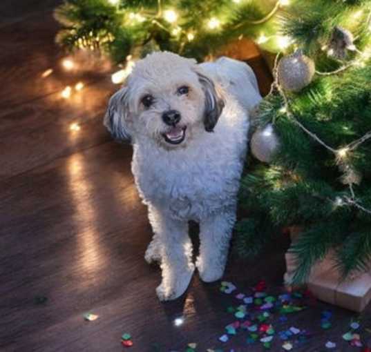 Photo of Maxie Boy