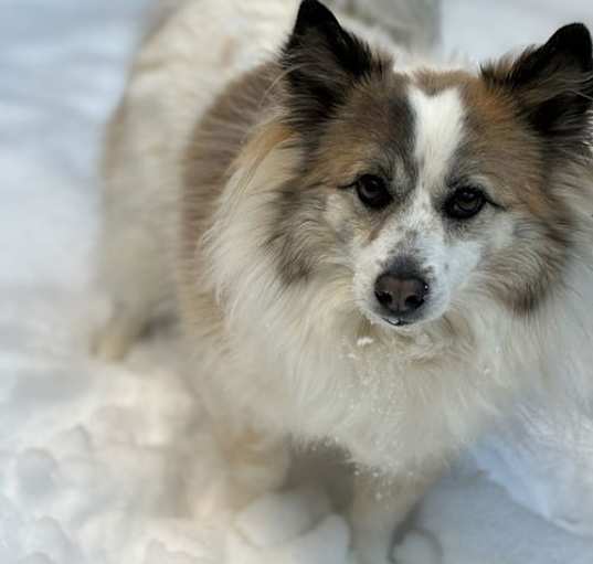 Photo of NORA (COURTESY POST)